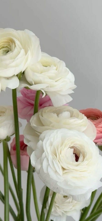 The flowers that inspired the collection